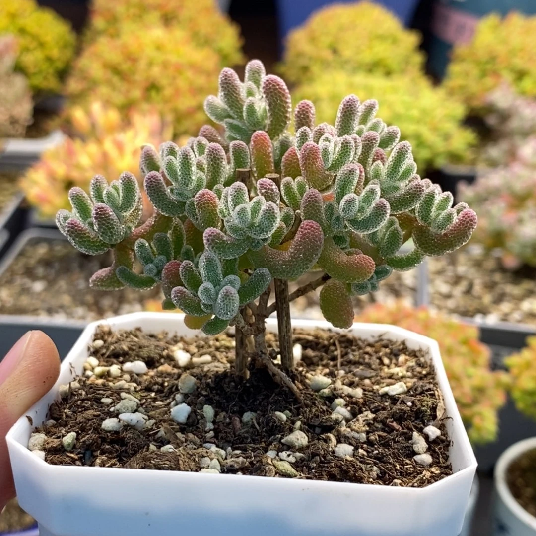 黄***宜625冰晶 。