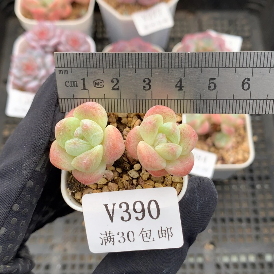 390。长腿小脸鼻嘎冰玉。