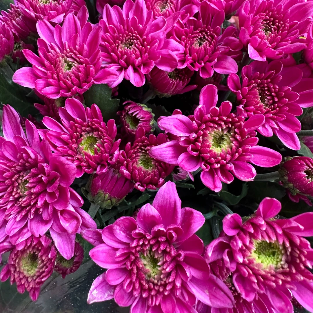 （紫娇/玫瑰小菊）小雏菊产地直发 鲜切花 鲜花养护顺丰包邮