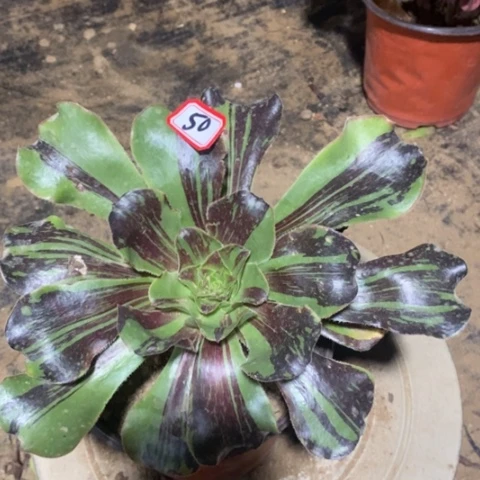 巫毒水墨丹青一物一拍，