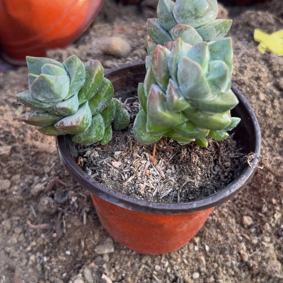 多肉植物姬之川群