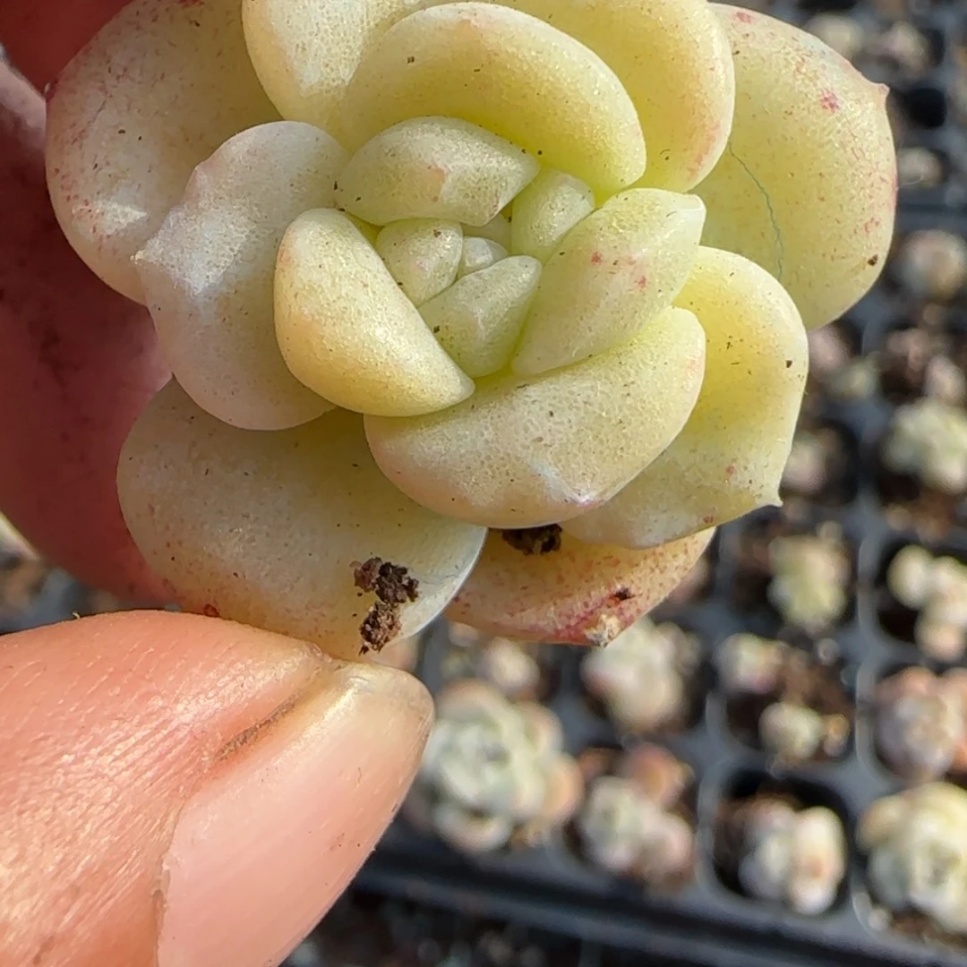 王***振多肉小卡拉米糖心一物一拍