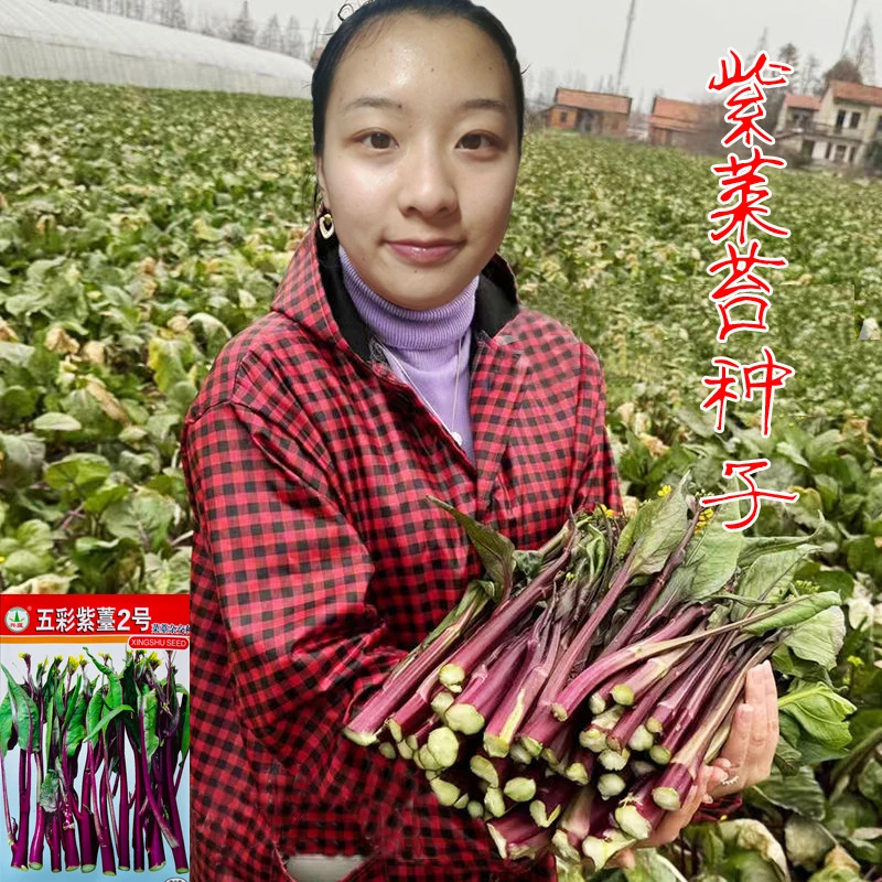 紫菜苔种子分枝多无苦味无蜡粉早中熟甜脆秋冬季春季蔬菜种子包邮