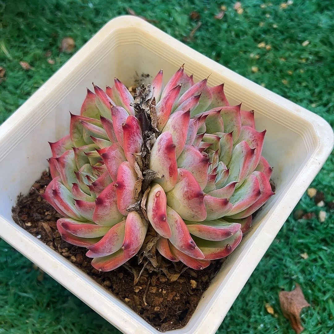 吉娃娃，，，，，，，，，，，，，，，