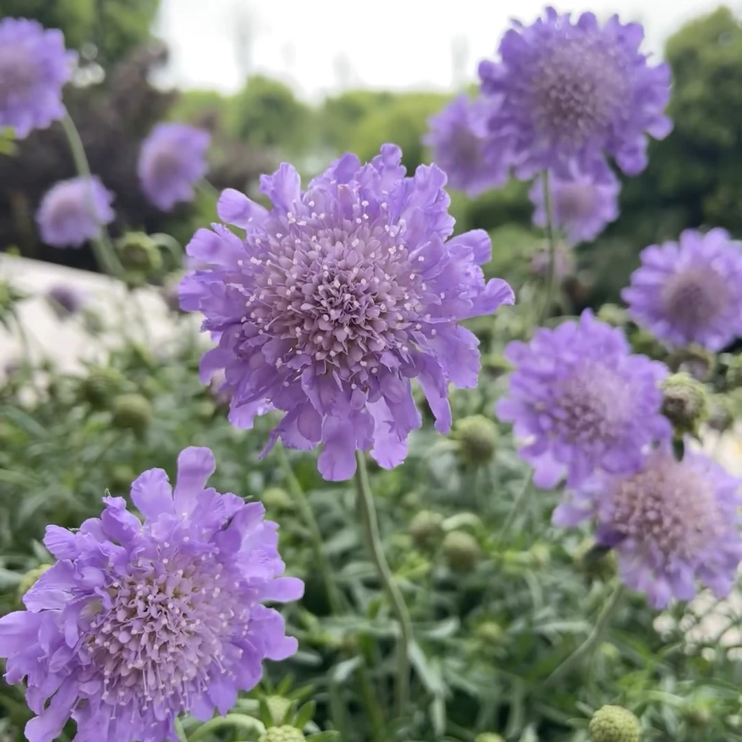 【麻豆花园五一专属福利】蓝盆花/多年生耐寒宿根/庭院阳台爆花机器