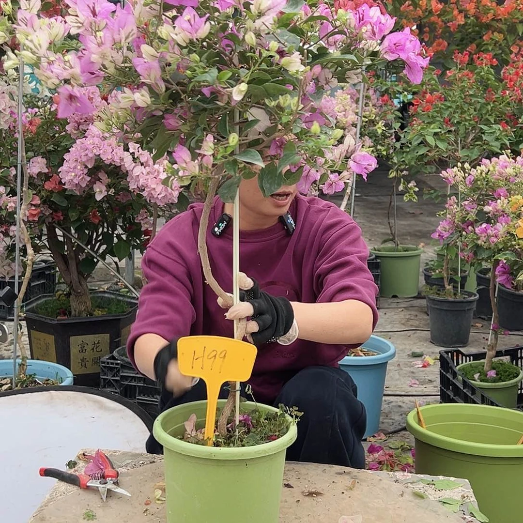 洁****大部分花苞少量开放H99雪紫