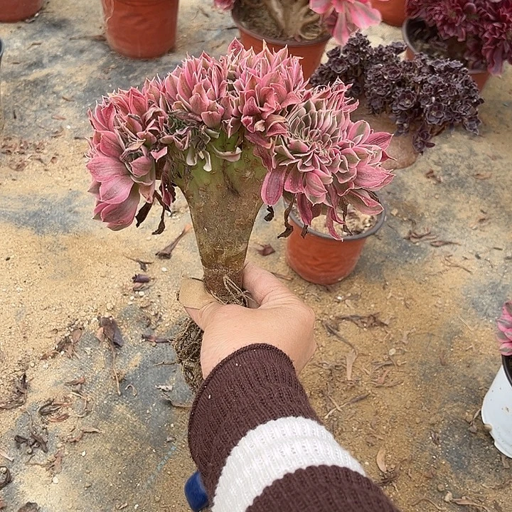 满28包邮粉女巫不大呀一颗