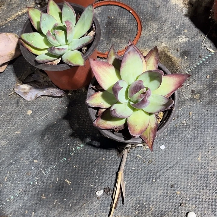 惊鸿仙子满25包邮