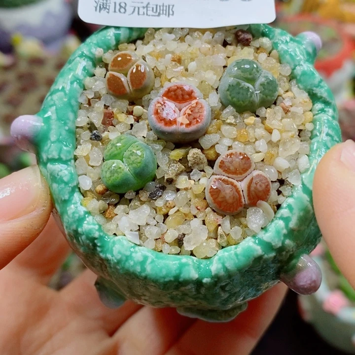 生石花花花花花花花266