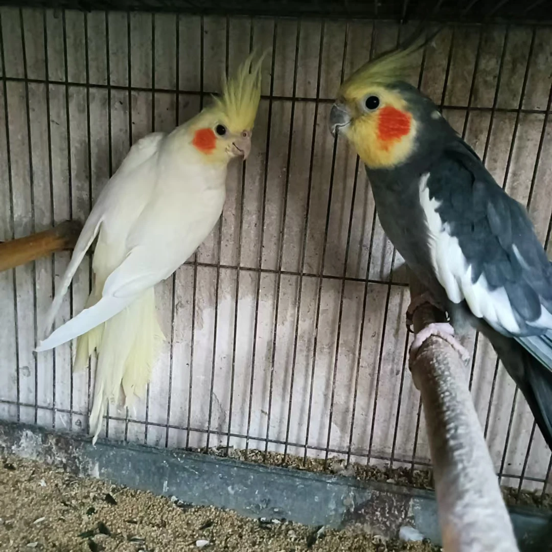 鹦鹉活体宠物鸟黄桃绿桃普兰爱情鸟牡丹鹦鹉玄凤大头虎皮