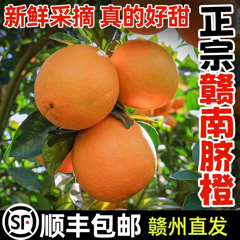 赣南脐橙稀土红壤东江源头产地大果新鲜水果原产地直发现摘橙子