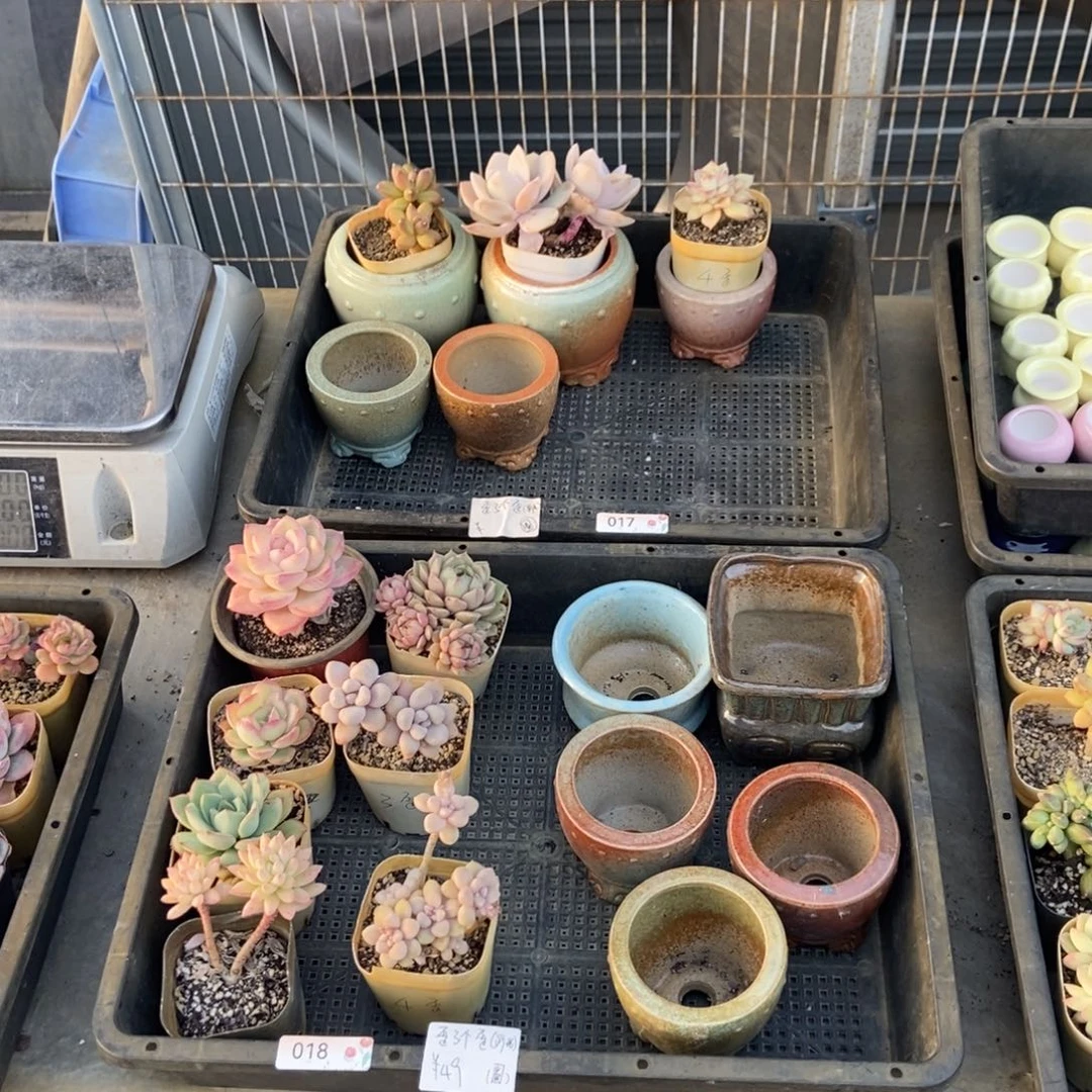 018号盆5个花7个 歪了个歪圆通