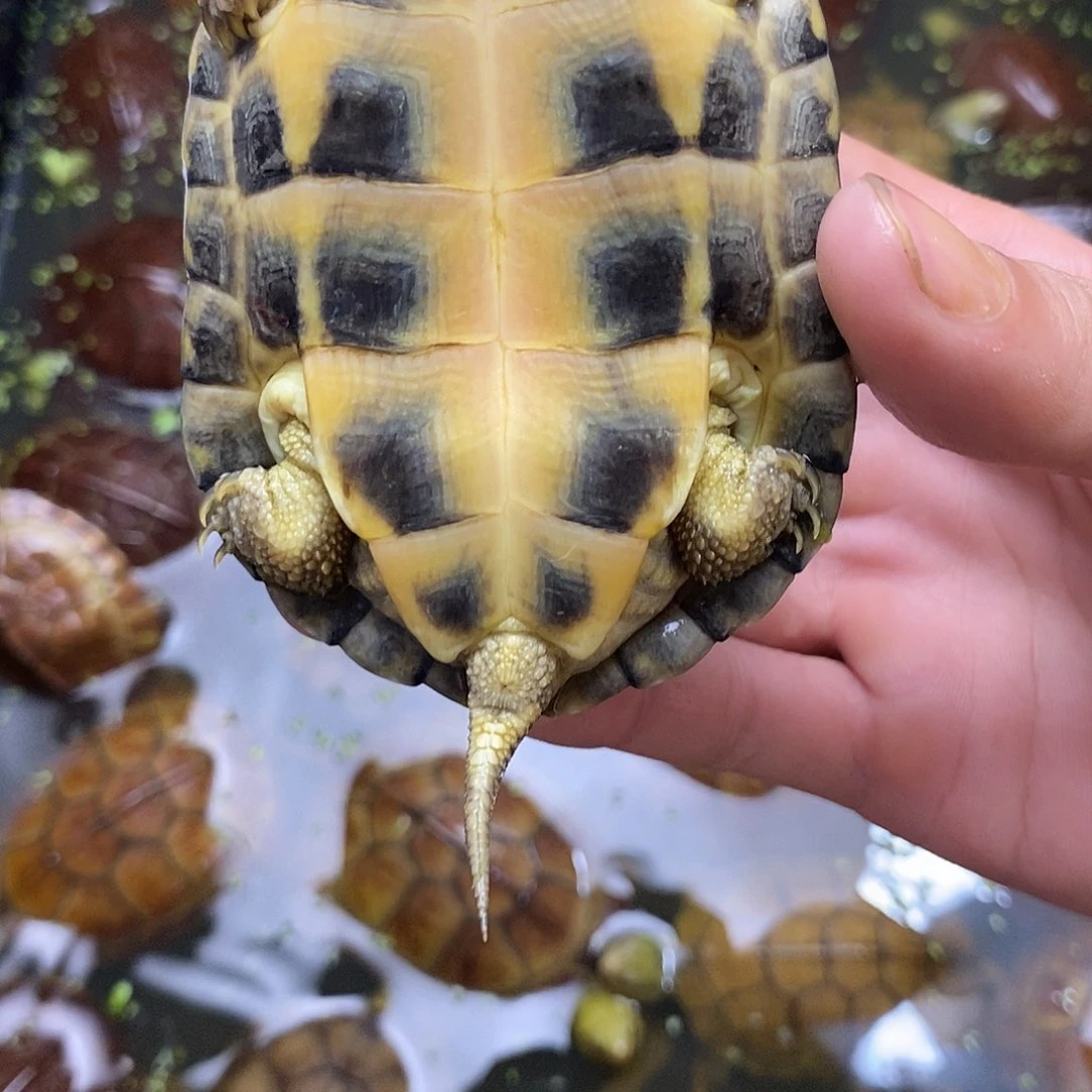 不分公母绿毛龟安***歌