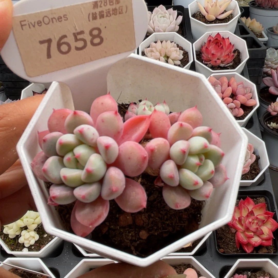 雪桃7658-6.0厘米