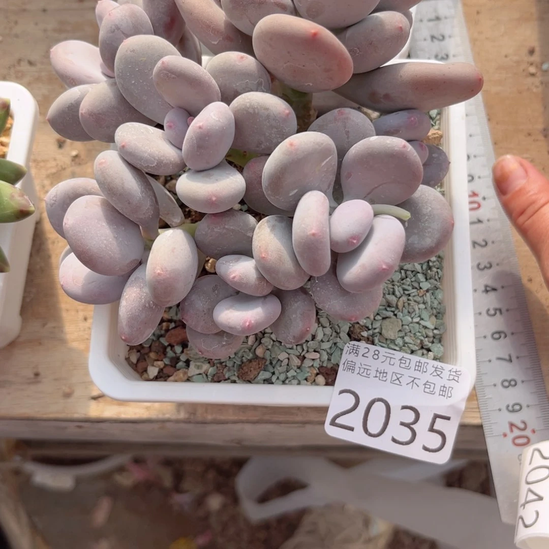 大2035:）x h x h v j n