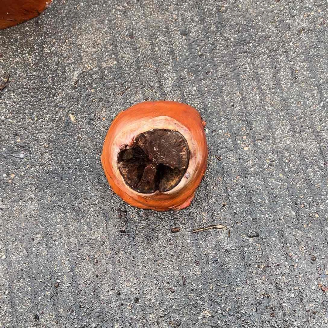 荔枝木大*立荔枝木毛料