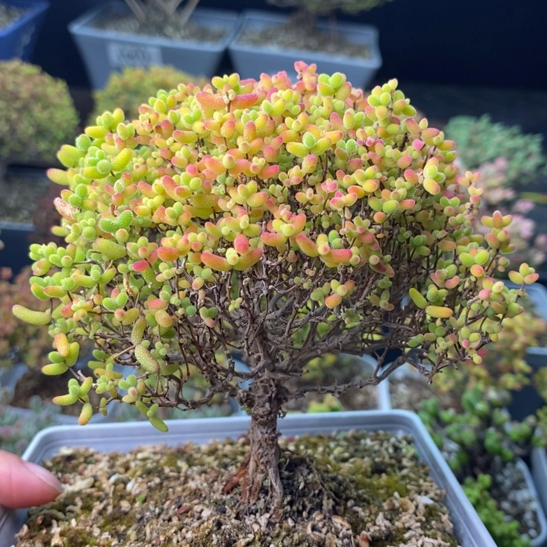 0633蜜橘糖球 。
