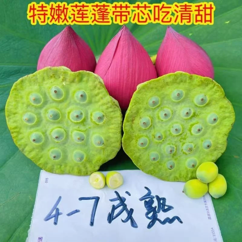 华容现剥新鲜莲子新鲜莲蓬现摘现发最快次日达