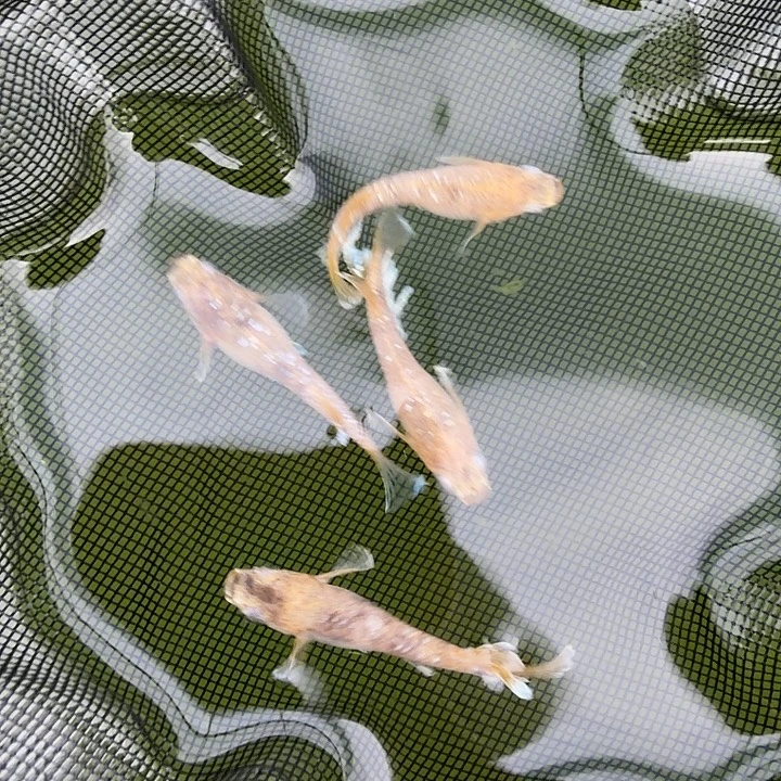 青鳉鱼编号 16 蛇墨舞 3 条送一条