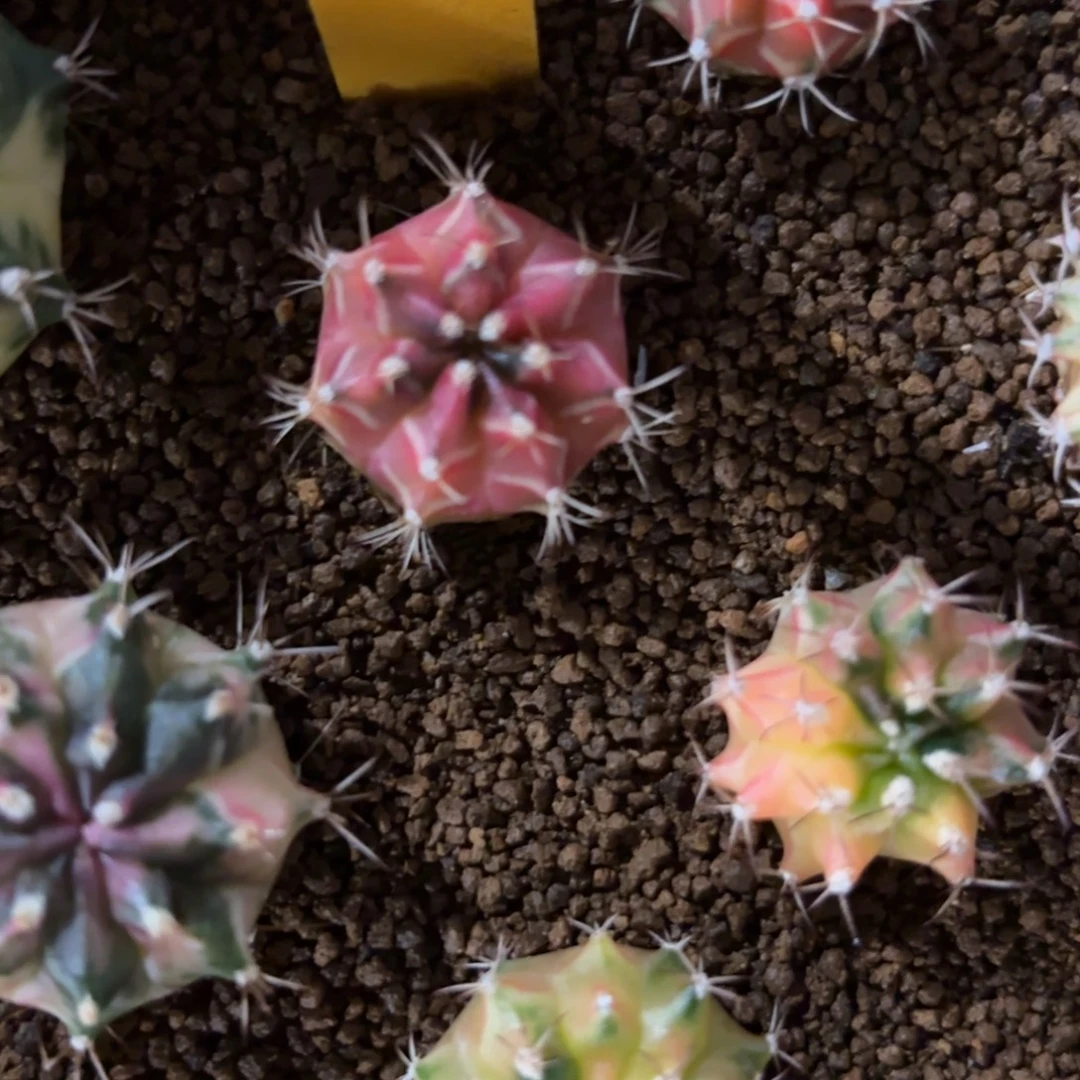 寶***虎236-1202泰国发货多肉