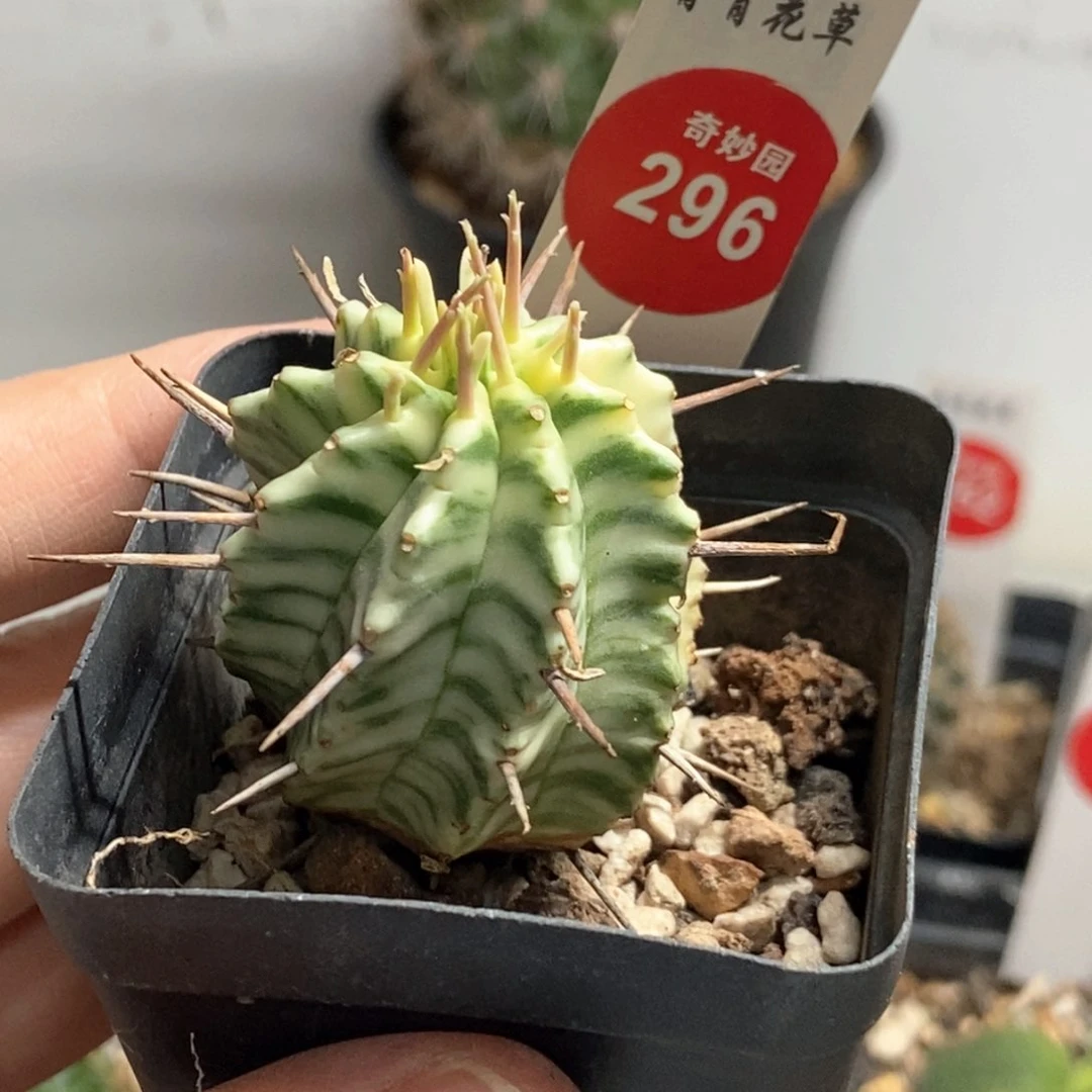 强刺斑马锦3.2cm