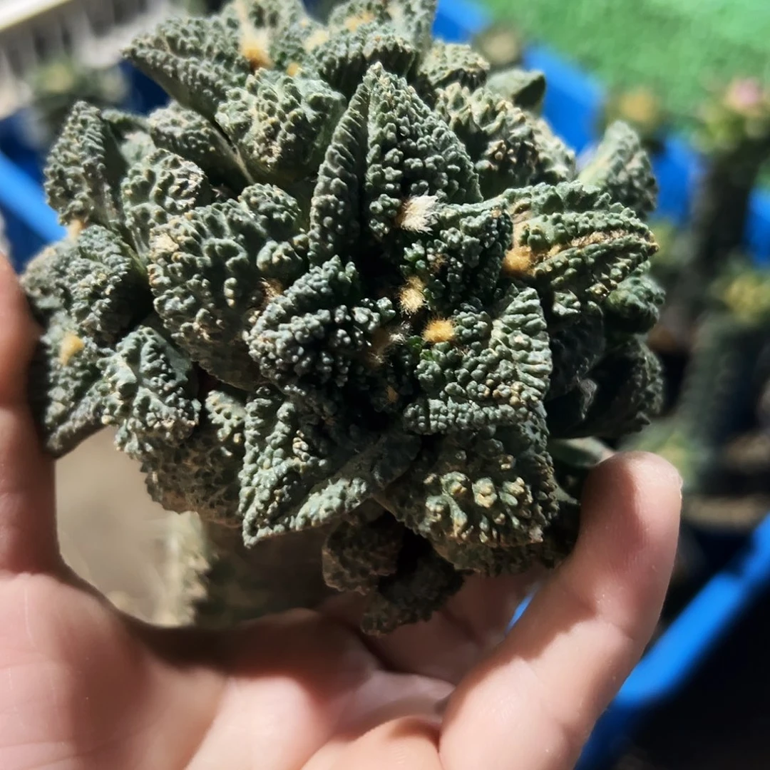 无花朵福利颗粒辛顿牡丹群900