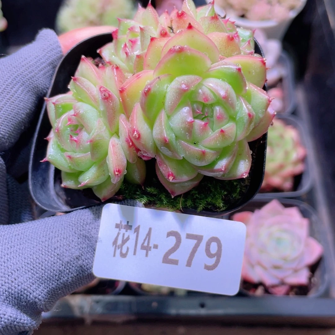 花利美14-279海王群