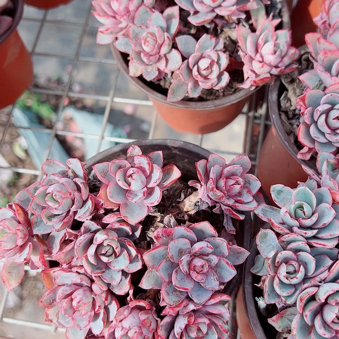 小叶赫拉多头造型精品