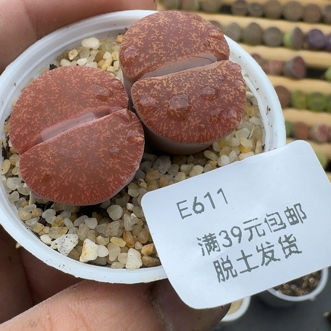 611哈哈哈哈哈哈哈哈哈