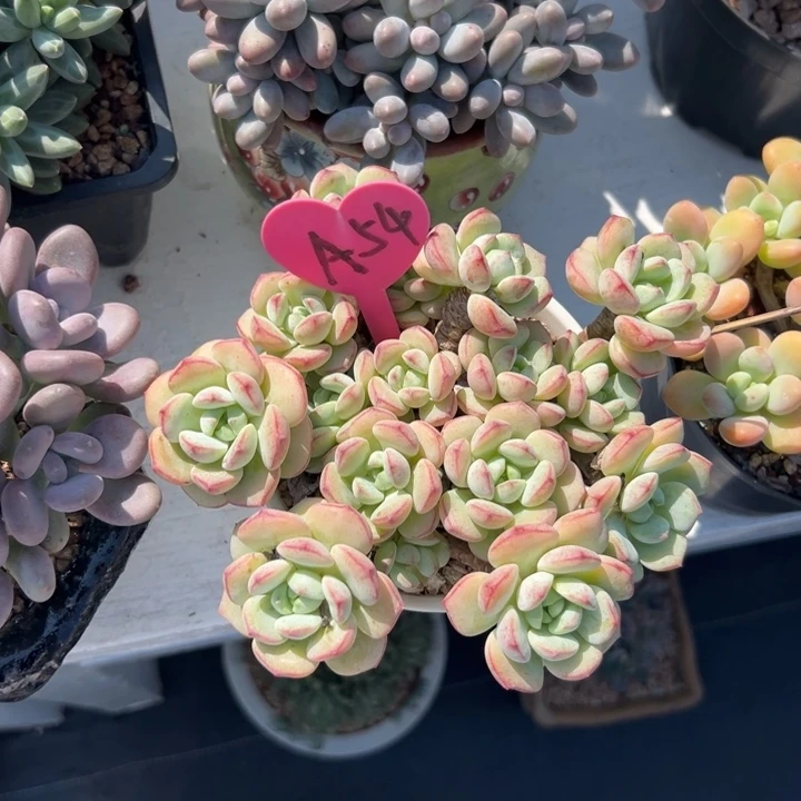 小***殖多肉植物一物一拍