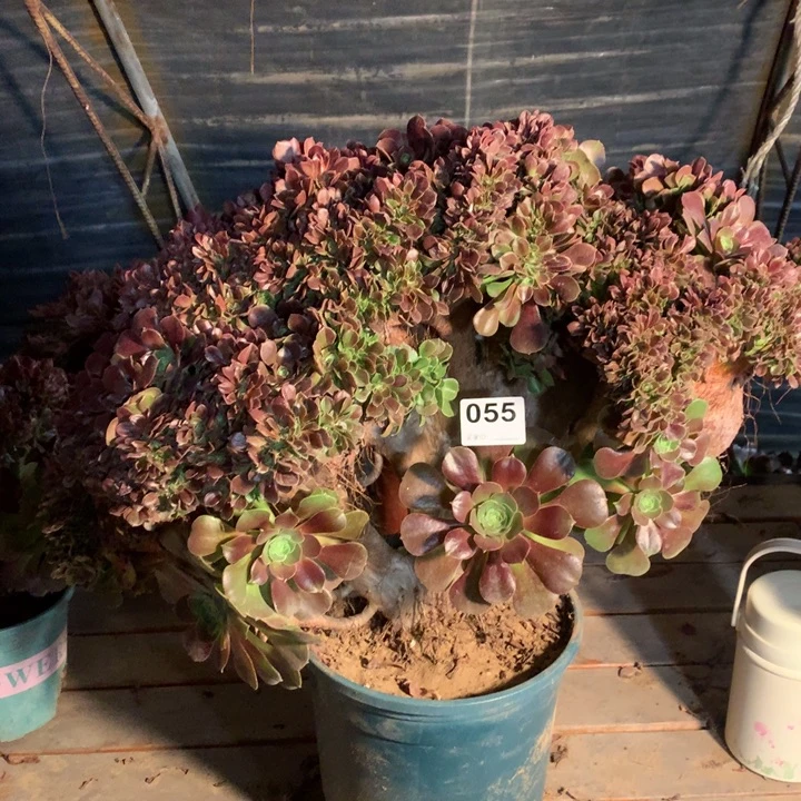 055玫瑰缀多肉大师