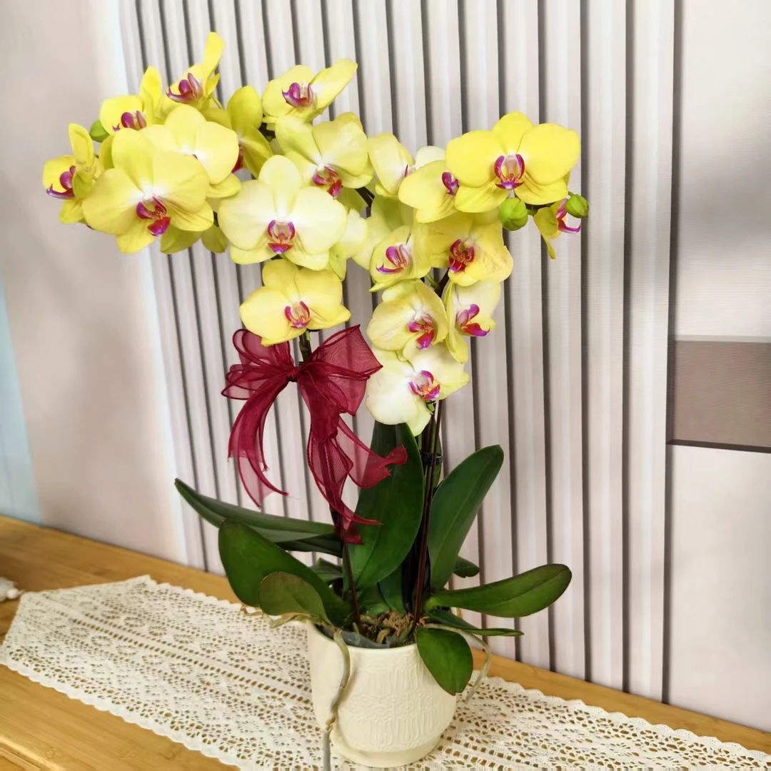 【小黄莺】蝴蝶兰 黄色系大花型 高端绿植花卉 送礼