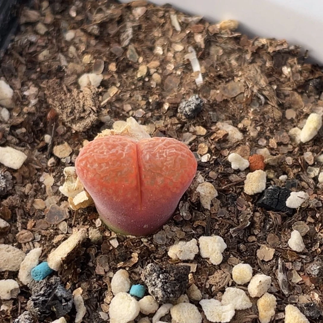 5-16红风铃多肉植物