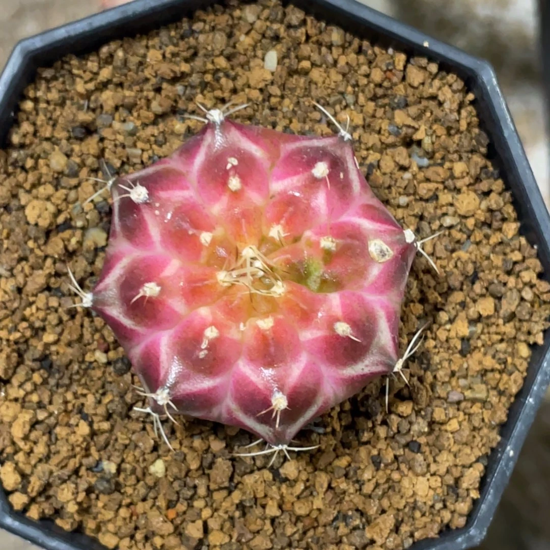 当前无花朵，栽培后可花朵粉轮回，干点价