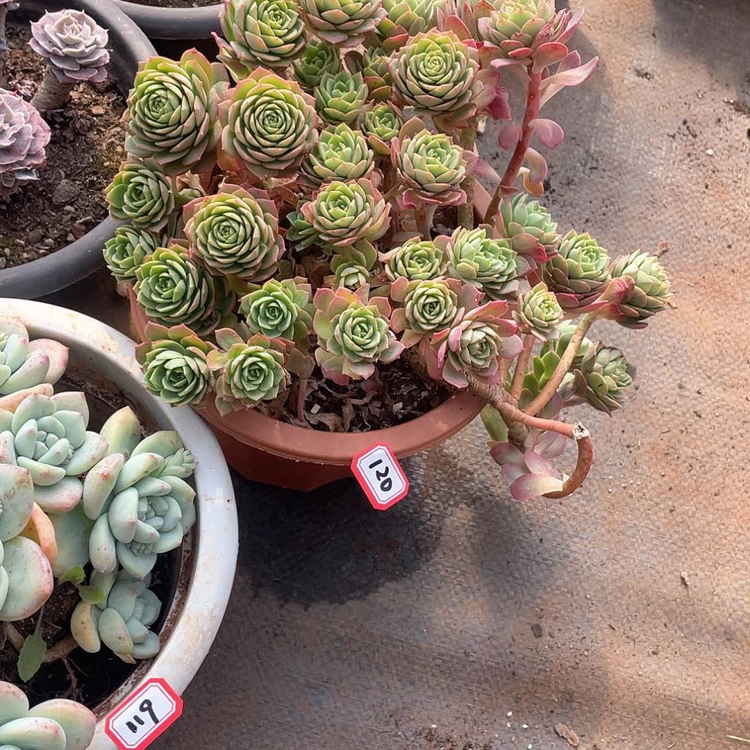 120绿蔷薇 一物一拍多肉