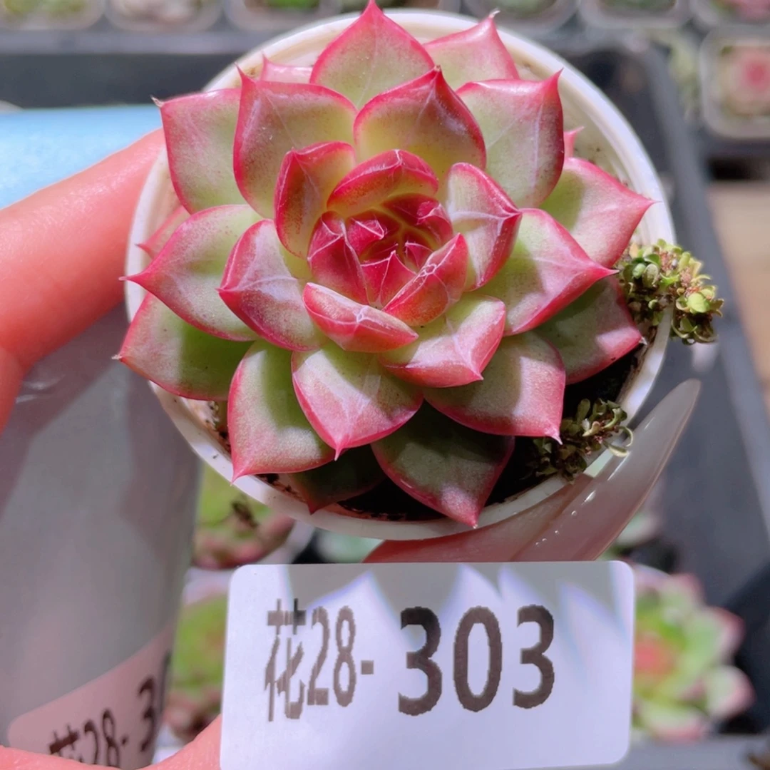 花利美28-303新品