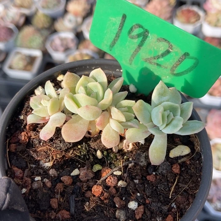 1920泡泡纱多肉植物保护