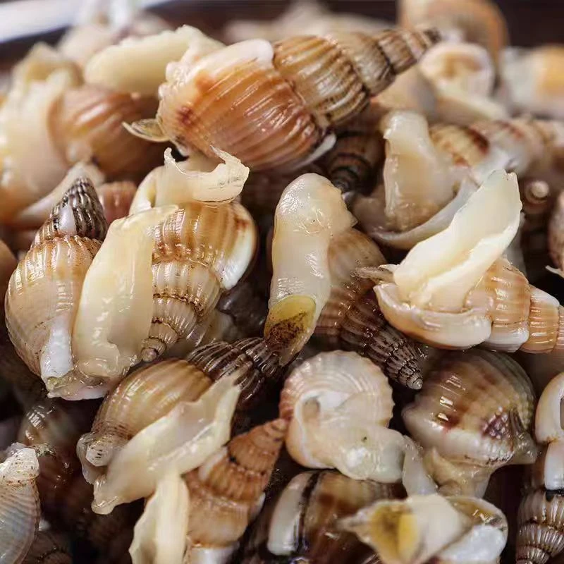 中小号海螺蛳（海丁）5斤《保鲜保活》