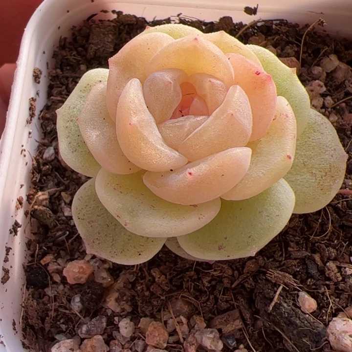 a7 一物一拍，精品糖心，尺寸不大介意勿拍