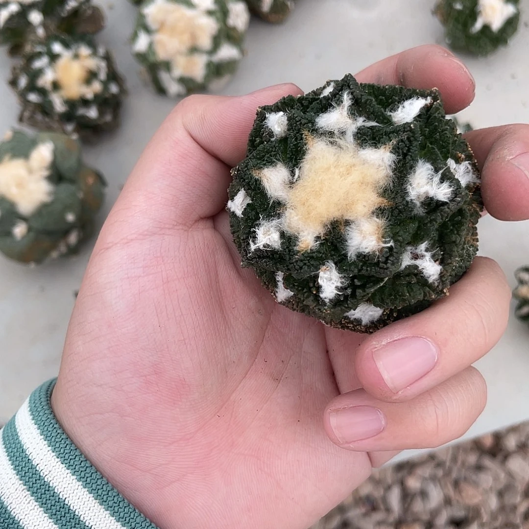 完全开放城***雨特价11 58