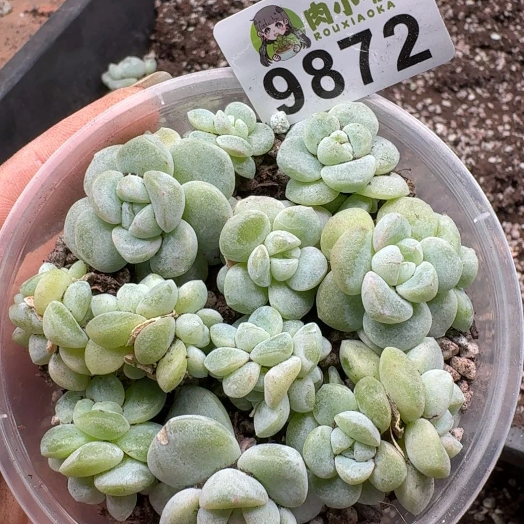 多肉植物多肉植物