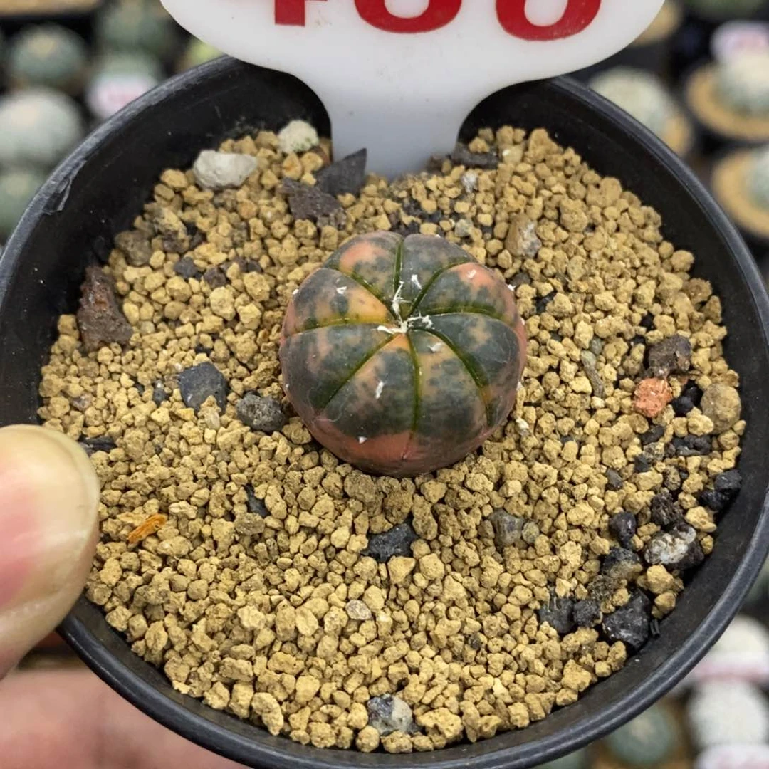 486花班兜锦福利多多