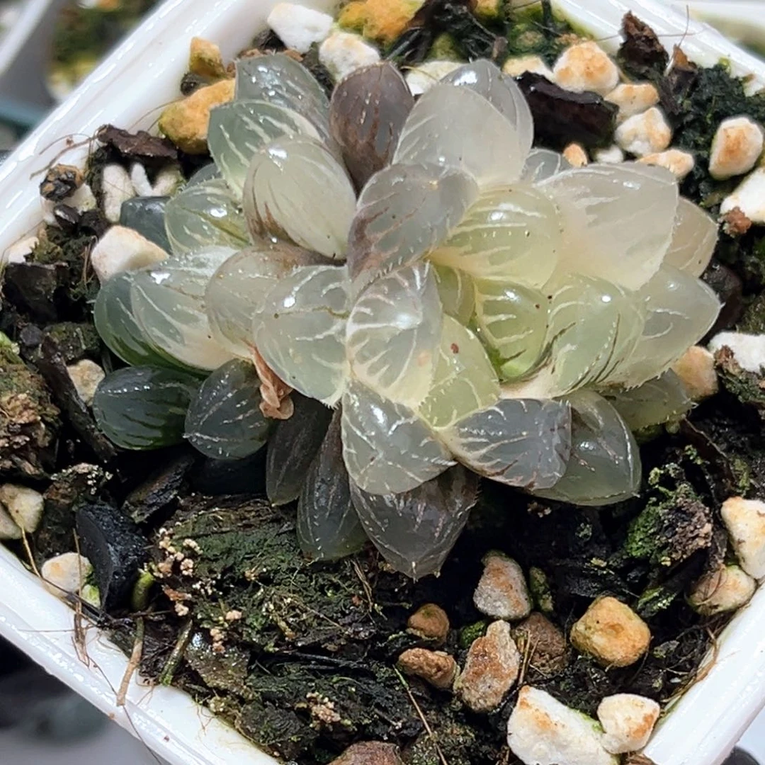恭喜发财大吉大利1186