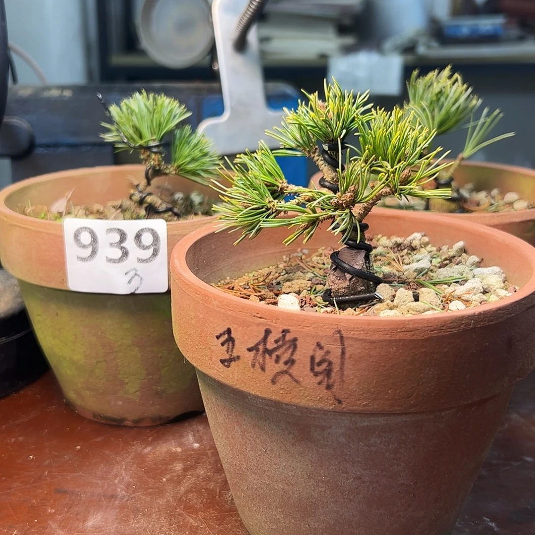 无花朵健健康康快快乐乐