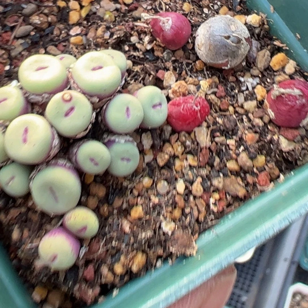 郭***?多肉植物111111111111111