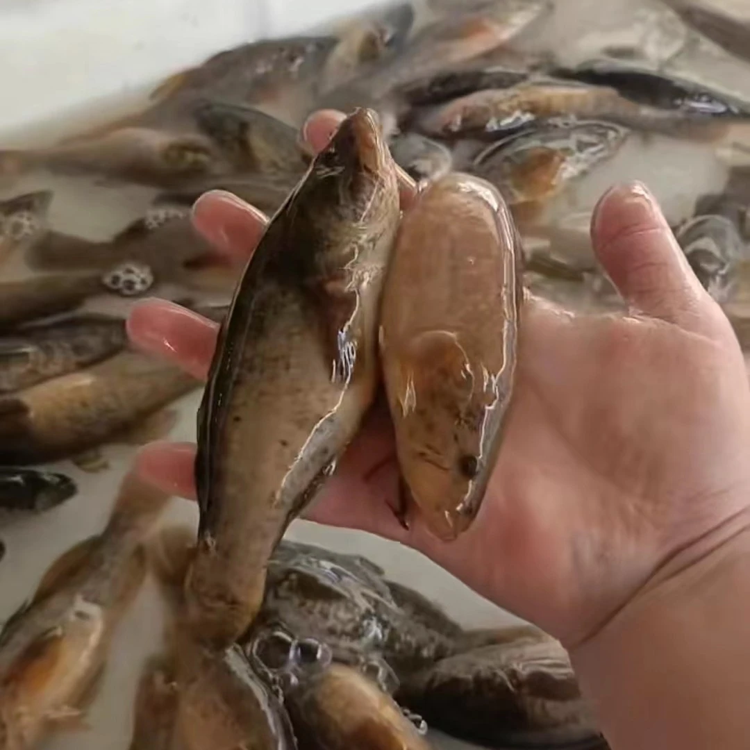东北老头鱼3斤大小不等，活体发货中通快递包邮