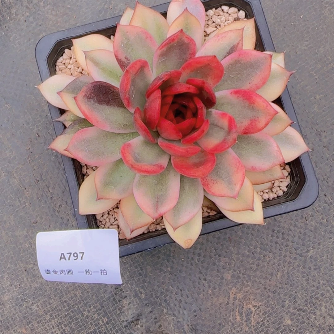 落***城A797火焰山锦