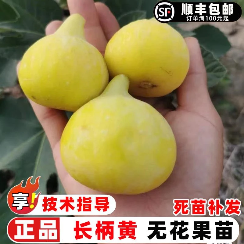 无花果树果苗特大长柄黄无花果树苗黄肉长颈黄无花果苗盆地栽果树