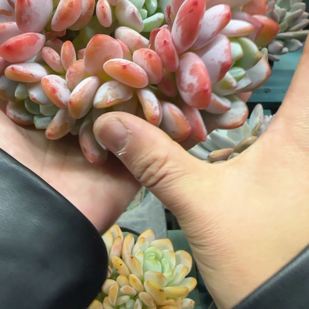 7头冷香，发货点延迟