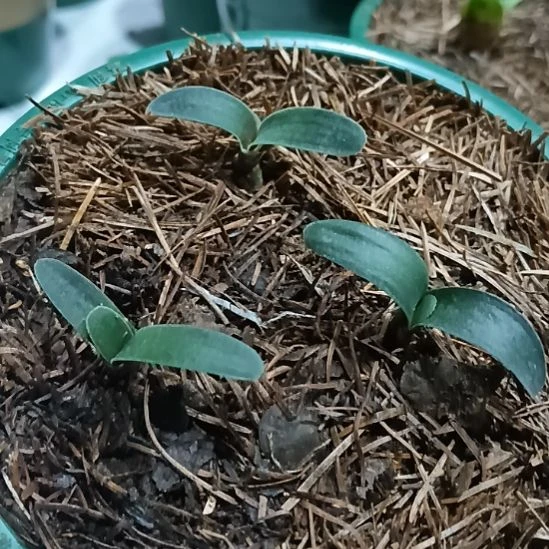 无花朵君子兰小苗君子兰小苗君